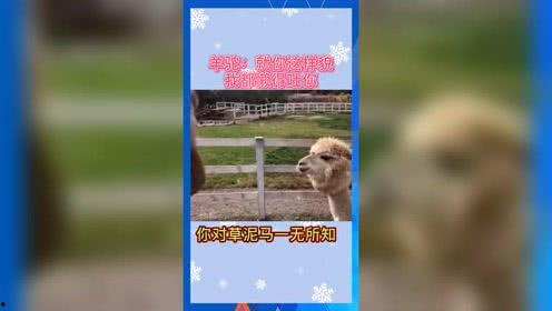 娱乐吃瓜音乐是什么,盘点那些让人笑中带泪的流行旋律